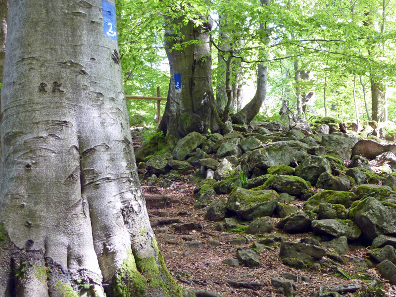 Buchenwald