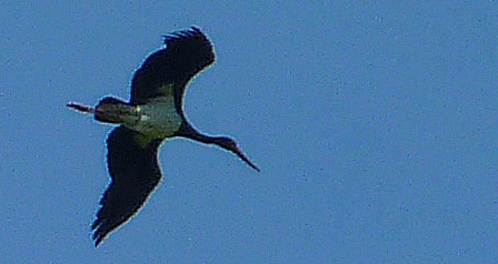 BILD_Schwarzstorch Rhön