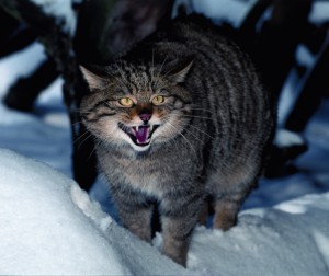 Europäische Wildkatze (<i>Felis silvestris silvestris</i>), Foto: Herbert Grabe Europäische Wildkatze (<i>Felis silvestris silvestris</i>), Foto: Herbert Grabe