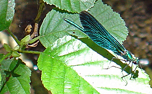 BILD_blauflügelige-Prachtlibelle-auf-Schwarzerle